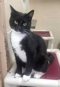 260415  Mallory -  Domestic Short Hair Cat for Adoption in Wetumpka, Alabama - 260415  Mallory | PetCurious