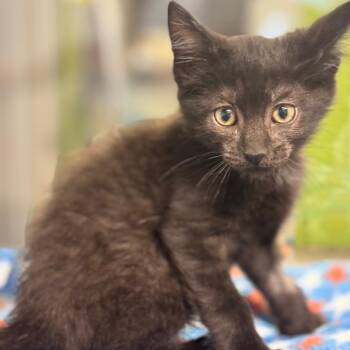 Michael -  Domestic Short Hair Cat for Adoption in Brownsboro, Alabama - Michael | PetCurious