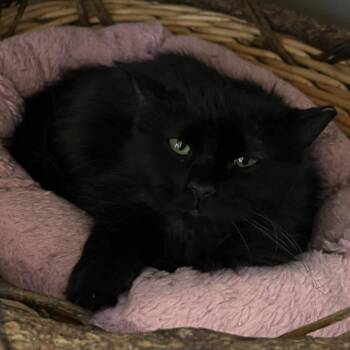 Apple -  Domestic Long Hair Cat for Adoption in Chicago, Illinois - Apple | PetCurious