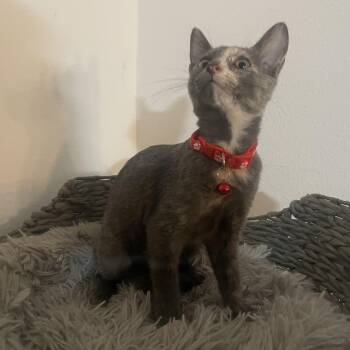 Rescue Dilute Tortoiseshell Cats for Adoption in Maitland, Florida - Harper | PetCurious