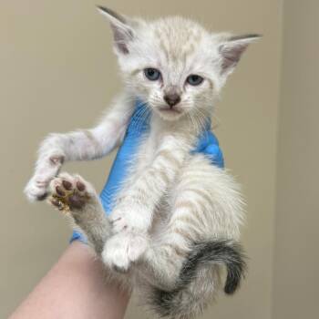 Wisteria -  Domestic Short Hair Cat for Adoption in Birmingham, Alabama - Wisteria | PetCurious
