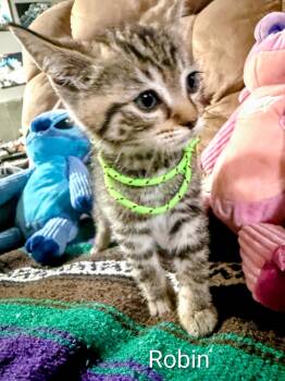 Robin -  Domestic Short Hair Cat Available for Adoption in Binghamton, New York - Robin | PetCurious