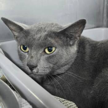 Gray -  Domestic Short Hair Cat for Adoption in Marble, North Carolina - Gray | PetCurious