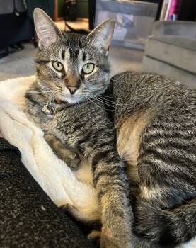 Wally -  Tabby Cat for Adoption in Macomb, Michigan - Wally | PetCurious