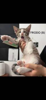 Frodo -  Domestic Short Hair Cat for Adoption in Sneads Ferry, North Carolina - Frodo | PetCurious