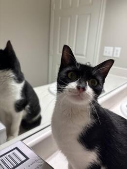 Cookie Deville -  Domestic Short Hair Cat for Adoption in Dallas, Texas - Cookie Deville | PetCurious