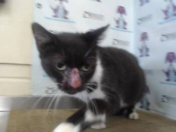 FESTER -  Domestic Short Hair Cat for Adoption in Orlando, Florida - FESTER | PetCurious