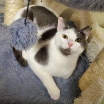 Domestic Short Hair Cats Available for Adoption in Granville, Ohio - Kiro | PetCurious