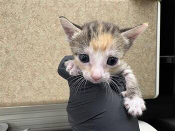 A1925237 -  Domestic Short Hair Cat for Adoption in Thousand Palms, California - A1925237 | PetCurious