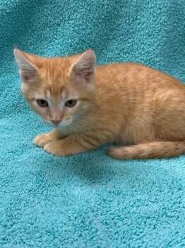 Domestic Short Hair Cats Available for Adoption in Vacaville, California - Corona | PetCurious