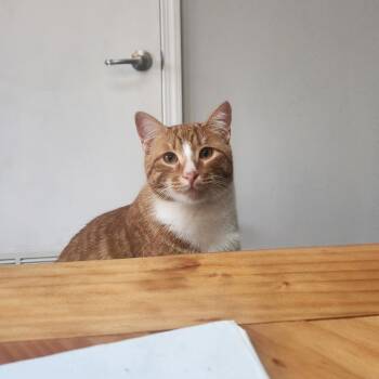 Domestic Short Hair Cats Available for Adoption - Bubba | PetCurious