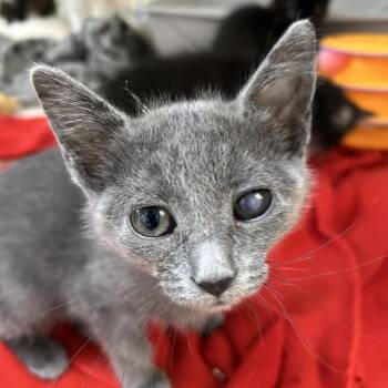 Domestic Short Hair Cats Available for Adoption in Kanab, Utah - Chow Mein | PetCurious
