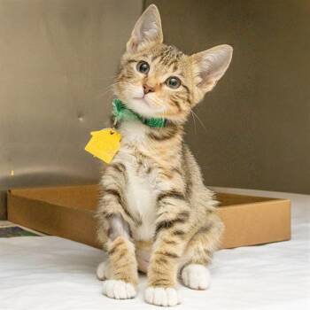 CARNATION -  Domestic Short Hair Cat for Adoption in St. Louis, Missouri - CARNATION | PetCurious