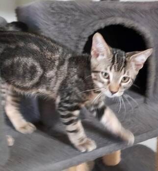 Astronaut -  Domestic Short Hair Cat for Adoption in Magnolia, Texas - Astronaut | PetCurious