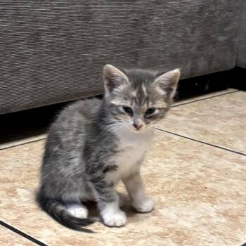 Tuna -  Domestic Short Hair Cat for Adoption in Los Angeles, California - Tuna | PetCurious