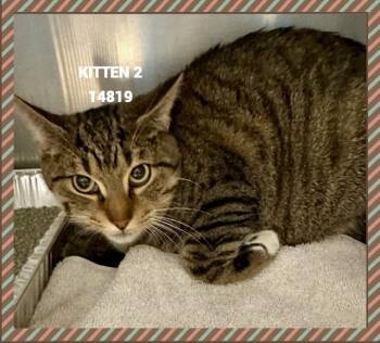 Rescue Domestic Short Hair Cats for Adoption in Marietta, Georgia - KITTEN 2 | PetCurious