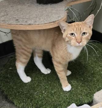 Mac -  Domestic Short Hair Cat for Adoption in Larned, Kansas - Mac | PetCurious