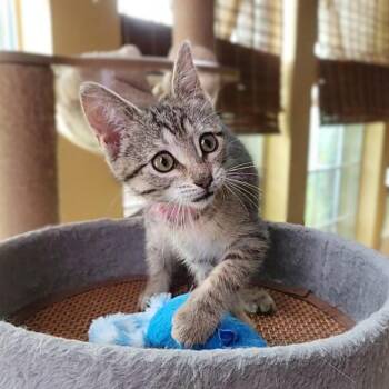 Pinkie -  Domestic Short Hair Cat for Adoption in Allen, Texas - Pinkie | PetCurious