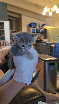 Domestic Medium Hair Cats Available for Adoption - United | PetCurious