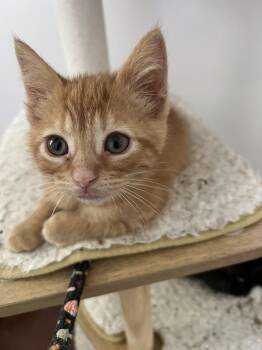 Gertrude and Thickelbaum (other sibling.is Yertyl) -  Domestic Short Hair Cat for Adoption in Brighton, Michigan - Gertrude And Thickelbaum (other Sibling.is Yertyl) | PetCurious