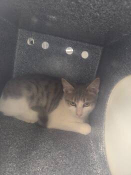 Ernie -  Domestic Short Hair Cat for Adoption in Athens, Tennessee - Ernie | PetCurious