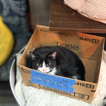 Domestic Short Hair Cats Available for Adoption - Salade Niçoise | PetCurious