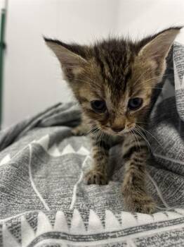 A2476146 -  Domestic Short Hair Cat Available for Adoption in Fort Lauderdale, Florida - A2476146 | PetCurious