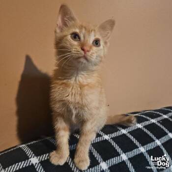 Domestic Short Hair Cats Available for Adoption in Washington, District Of Columbia - Scott | PetCurious