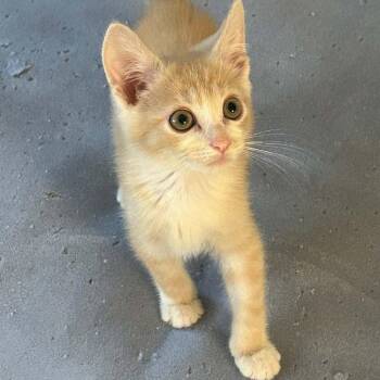 Cheez-It -  Domestic Short Hair Cat for Adoption in Candler, North Carolina - Cheez-It | PetCurious