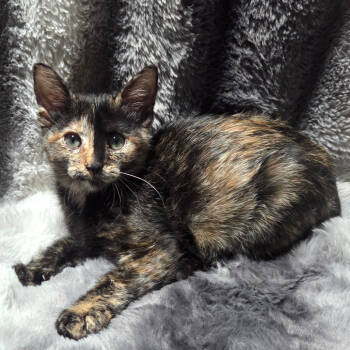 Rescue Domestic Medium Hair Cats for Adoption in Houston, Texas - Tiana | PetCurious