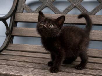 Taylor -  Domestic Short Hair Cat for Adoption in Orangeburg, South Carolina - Taylor | PetCurious