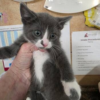 Domestic Medium Hair Cats Available for Adoption in Eureka Springs, Arkansas - Greyvestor | PetCurious