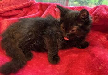 WONTON -  Domestic Short Hair Cat for Adoption in Louisville, Kentucky - WONTON | PetCurious