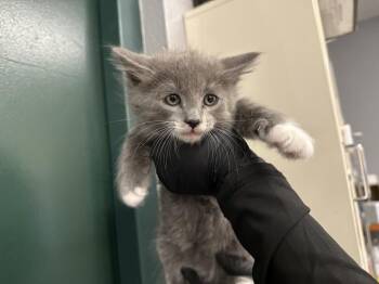 A1924587 -  Domestic Short Hair Cat for Adoption in Thousand Palms, California - A1924587 | PetCurious