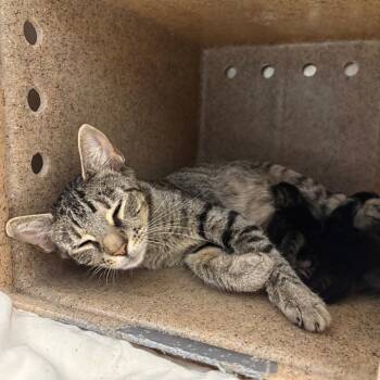 Baked Potato -  Domestic Short Hair Cat for Adoption in Philadelphia, Pennsylvania - Baked Potato | PetCurious
