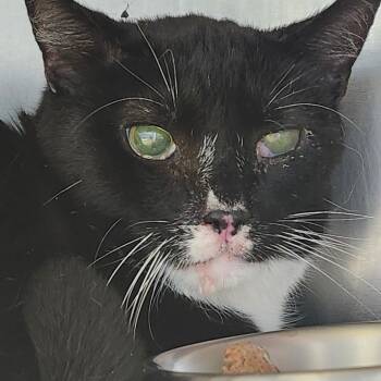 Rescue Domestic Short Hair Cats for Adoption in Newark, New Jersey - Cookie | PetCurious