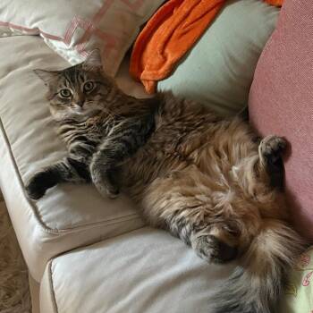 Domestic Long Hair Cats Available for Adoption in Roanoke, Virginia - Nala | PetCurious