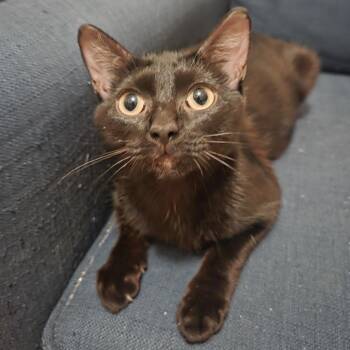 Bagheera -  Domestic Short Hair Cat for Adoption in Buffalo, Minnesota - Bagheera | PetCurious