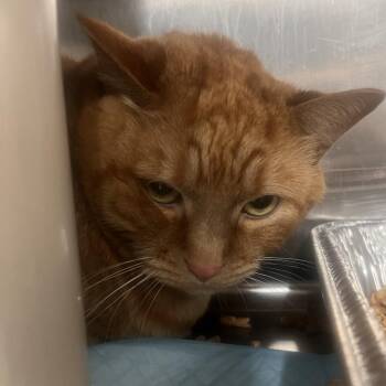 William T. Riker -  Domestic Short Hair Cat for Adoption in Salt Lake City, Utah - William T. Riker | PetCurious