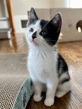 Kit Kat -  Domestic Short Hair Cat for Adoption in East Amwell Township, New Jersey - Kit Kat | PetCurious