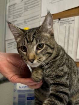 Chop -  Domestic Short Hair Cat for Adoption in Bolivar, Missouri - Chop | PetCurious