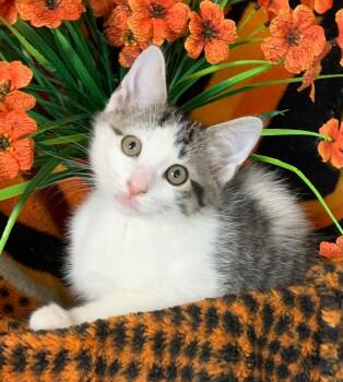 5/21/26 Amabel -  Domestic Short Hair Cat for Adoption in Stillwater, Oklahoma - 5/21/26 Amabel | PetCurious