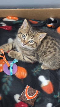 Rescue Tabby and Domestic Short Hair Cats for Adoption in Island Lake, Illinois - Bok | PetCurious