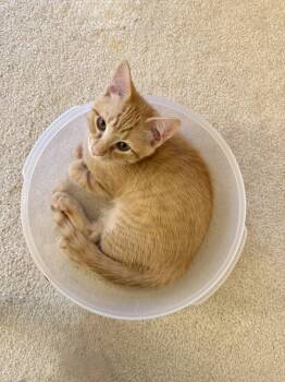 Michael Bluth -  Domestic Short Hair Cat for Adoption in Fishers, Indiana - Michael Bluth | PetCurious