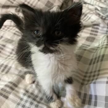Stache-JAA -  Domestic Medium Hair Cat for Adoption in Tallahassee, Florida - Stache-JAA | PetCurious