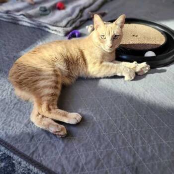 Rescue Manx Cats for Adoption in Austin, Texas - Manx For The Memories | PetCurious