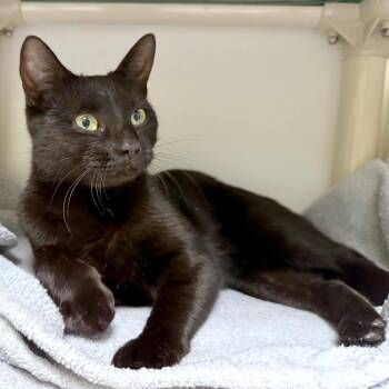 Bobette -  Domestic Short Hair Cat for Adoption in Woodinville, Washington - Bobette | PetCurious