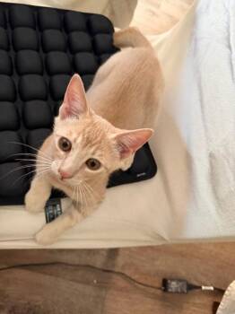 Hiro 5212 -  Domestic Short Hair Cat for Adoption in Bonsall, California - Hiro 5212 | PetCurious