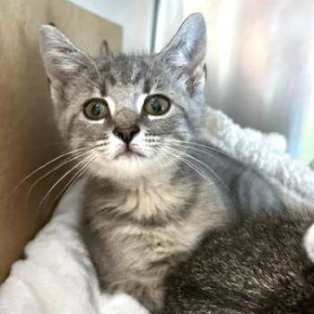 Scary Spice -  Domestic Short Hair Cat for Adoption - Scary Spice | PetCurious