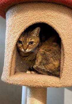 Ginger -  Torbie Cat for Adoption in Black Mountain, North Carolina - Ginger | PetCurious
